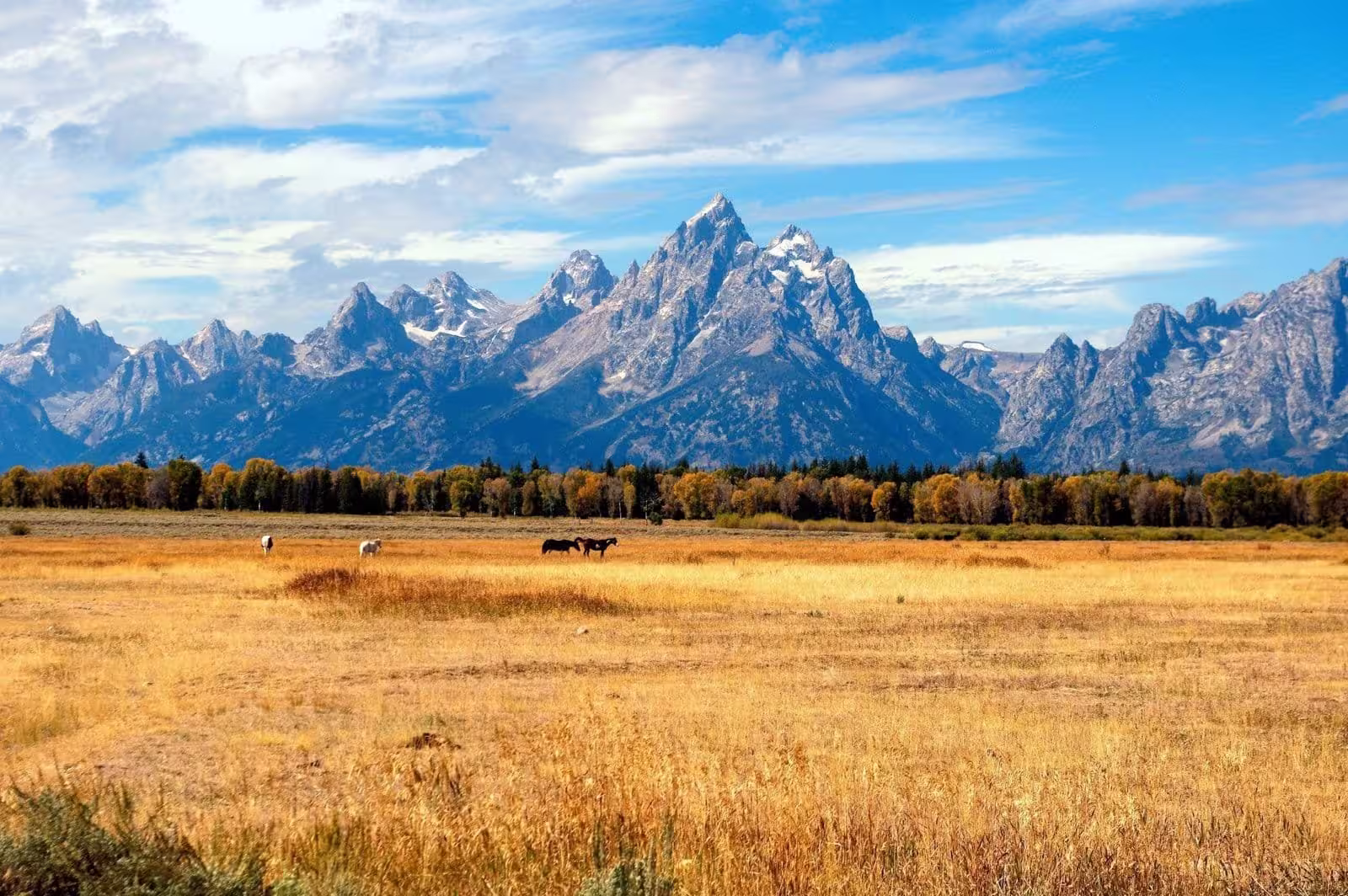 Panoramic landscape of Jackson Hole, Wyoming, featuring snow-capped Teton mountains in the background with horses grazing in the meadow